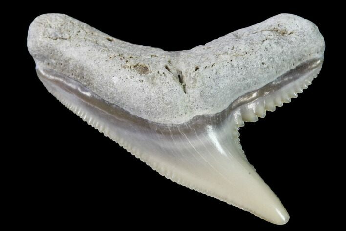 Fossil Tiger Shark Tooth - Lee Creek (Aurora), NC #91830